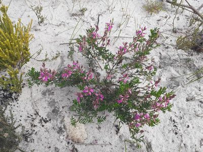 Indigofera pinnata, photographed by Brian du Preez