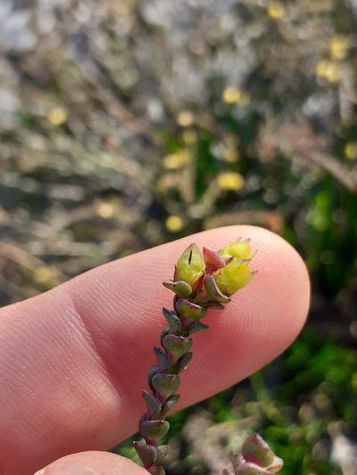 Penaea fruticulosa, photographed by Brian du Preez