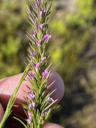 Muraltia plumosa, photographed by Dave U