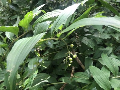 Maianthemum flexuosum, photographed by Grete Pasch