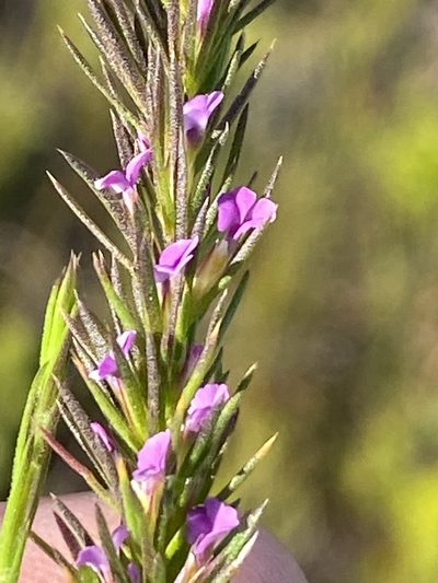 Muraltia plumosa, photographed by Dave U