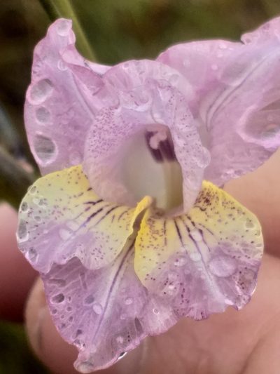 Gladiolus mutabilis, photographed by kevin koen
