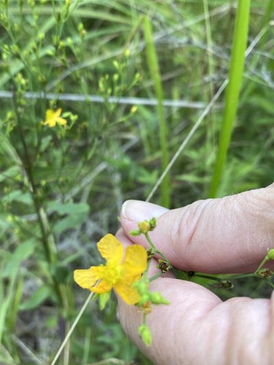 Hypericum virgatum, photographed by Carol Ann McCormick