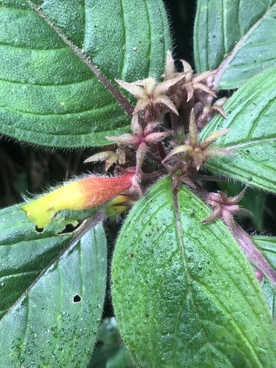 Columnea nervosa, photographed by Grete Pasch