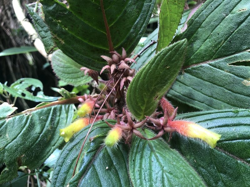 Columnea nervosa, photographed by Grete Pasch
