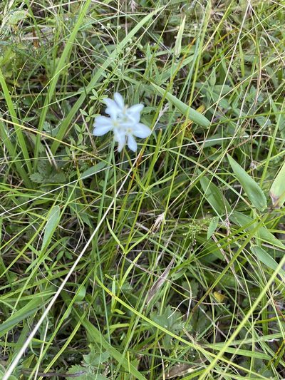 Sabatia quadrangula, photographed by Carol Ann McCormick
