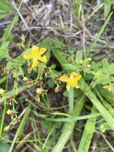 Hypericum virgatum, photographed by Carol Ann McCormick