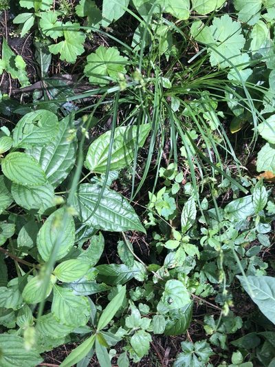 Carex polystachya, photographed by Grete Pasch