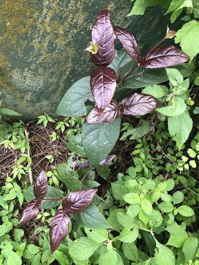 Rogiera cordata, photographed by Grete Pasch