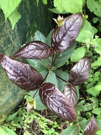 Rogiera cordata, photographed by Grete Pasch