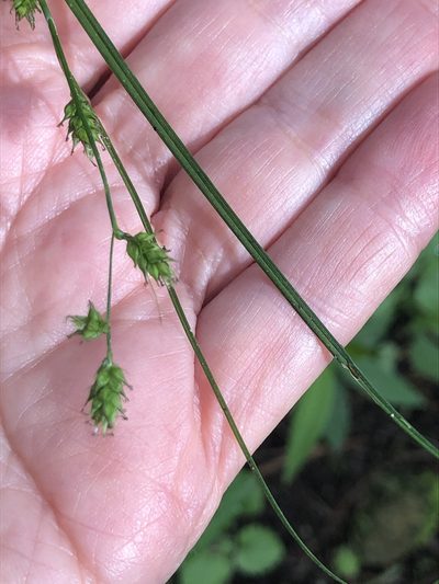Carex polystachya, photographed by Grete Pasch
