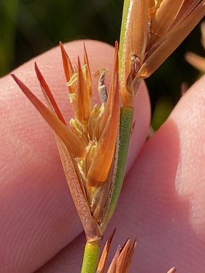 Platycaulos compressus, photographed by Dave U