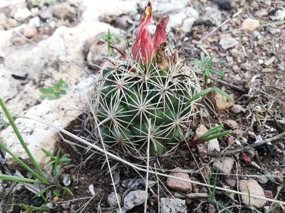 Coryphantha compacta, photographed by Favian Flores Medina