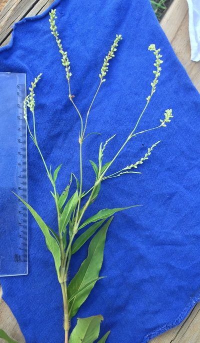 Persicaria setacea, photographed by Ken Kneidel