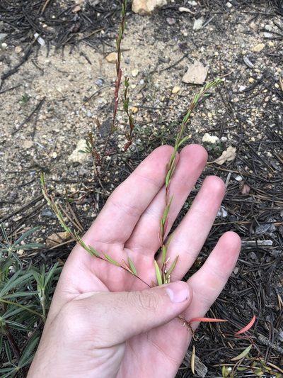 Gayophytum ramosissimum, photographed by Jared Shorma