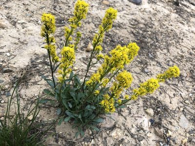 Solidago simplex, photographed by Jared Shorma