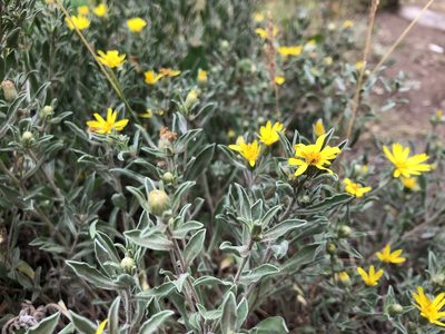 Heterotheca pumila, photographed by akt2
