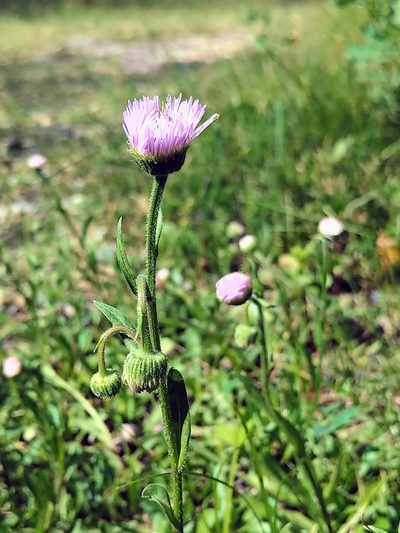 Erigeron glabellus, photographed by Doug Macaulay