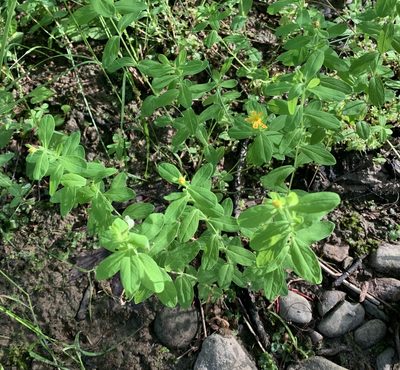 Hypericum ellipticum, photographed by scaup