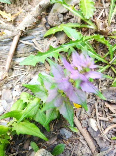 Melampyrum vaudense, photographed by Ben Costamagna