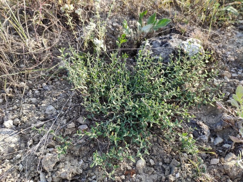 Genista albida, photographed by Denys Vynokurov