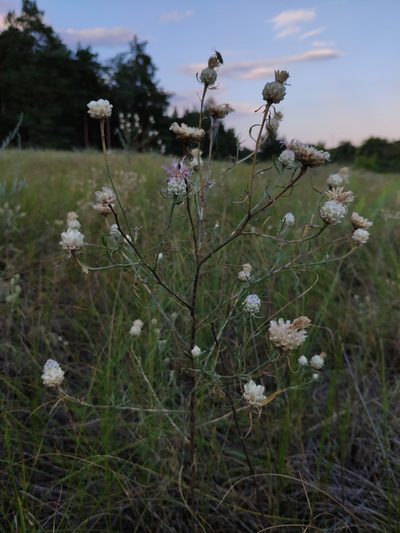 Centaurea margarita-alba, photographed by Denys Vynokurov