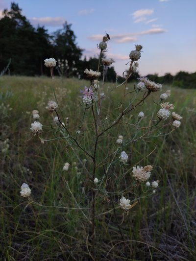 Centaurea margarita-alba, photographed by Denys Vynokurov