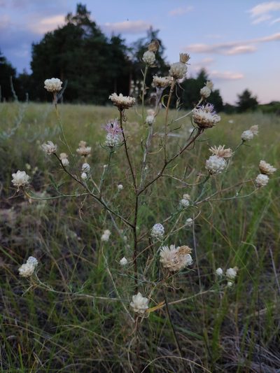 Centaurea margarita-alba, photographed by Denys Vynokurov