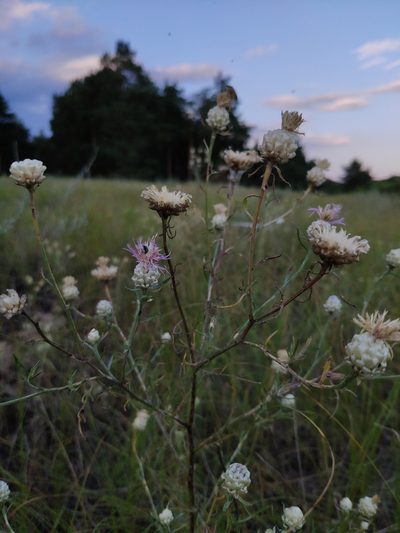 Centaurea margarita-alba, photographed by Denys Vynokurov