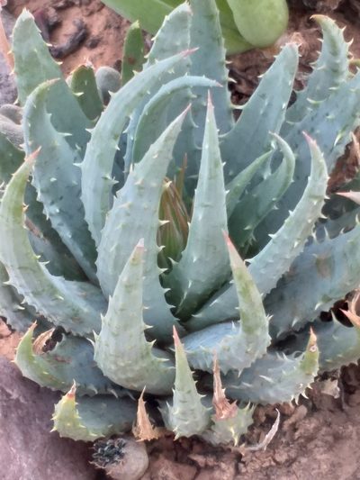 Aloe humilis, photographed by kevin koen