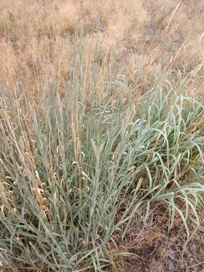 Andropogon hallii, photographed by Eric Watts