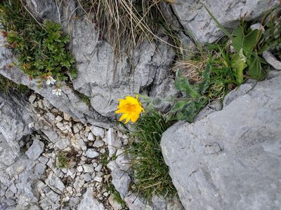 Hieracium villosum, photographed by Katrin Ellmaier