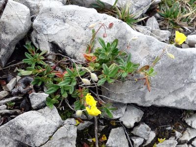Helianthemum oelandicum, photographed by Wolfgang Jauch