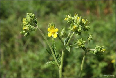 Potentilla longifolia, photographed by Dmitry Kulakov