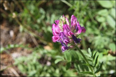Oxytropis strobilacea, photographed by Dmitry Kulakov