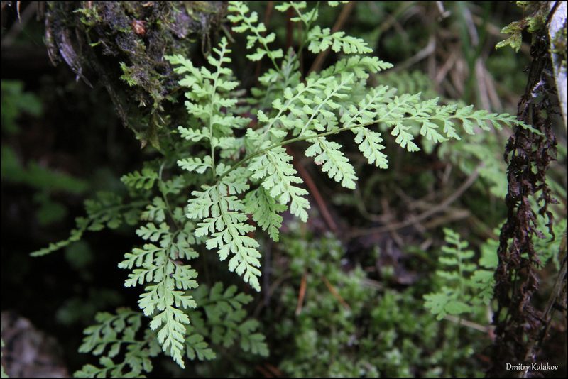 Cystopteris sudetica, photographed by Dmitry Kulakov