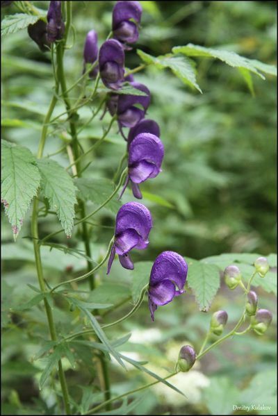 Aconitum baicalense, photographed by Dmitry Kulakov