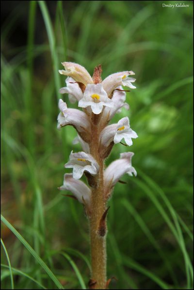 Orobanche krylowii, photographed by Dmitry Kulakov