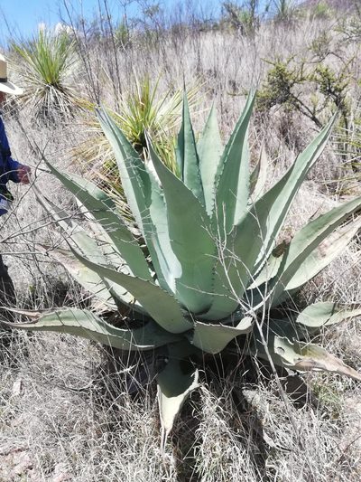Agave durangensis, photographed by Favian Flores Medina