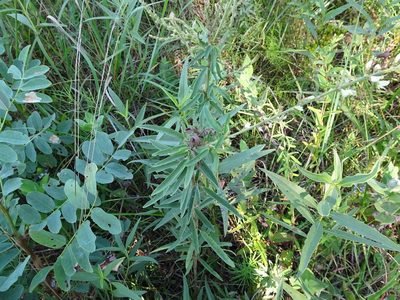 Desmodium sessilifolium, photographed by Thomas Koffel