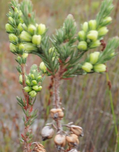 Erica grisbrookii, photographed by Nicola van Berkel
