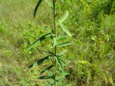 Desmodium sessilifolium, photographed by Thomas Koffel