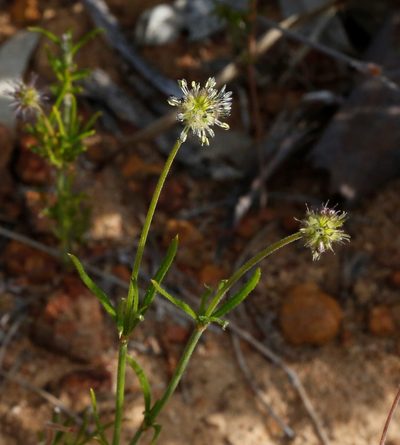 Opercularia vaginata, photographed by Margaret Langley