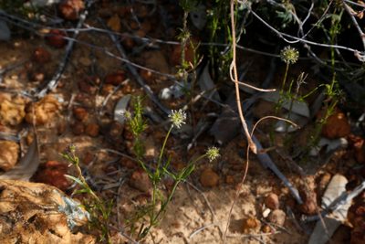 Opercularia vaginata, photographed by Margaret Langley