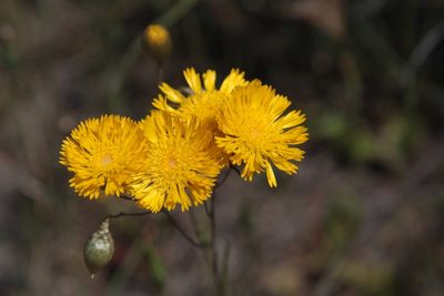 Podolepis aristata, photographed by Margaret Langley