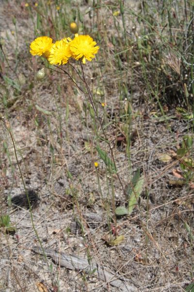 Podolepis aristata, photographed by Margaret Langley