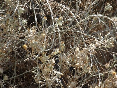 Tetradymia comosa, photographed by Amy