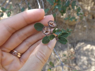 Ceanothus megacarpus, photographed by Amy