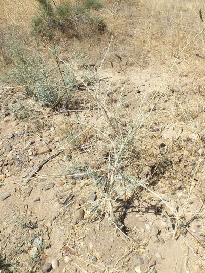 Astragalus brauntonii, photographed by Amy