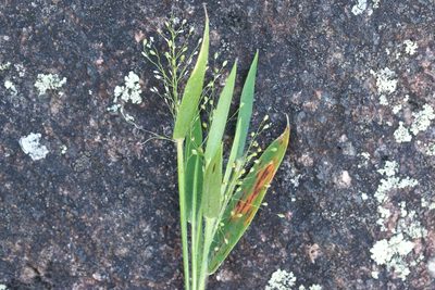Dichanthelium implicatum, photographed by Owen Strickland